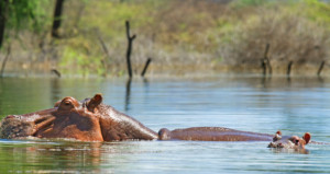 9-days-samburu-nakurubaringo-bogoria-maasai-mara-and-amboseli