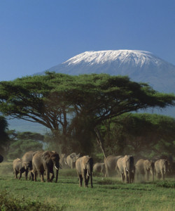 9 Days Samburu Nakuru Baringo Bogoria Maasai Mara and Amboseli Safari