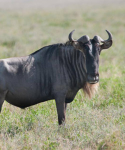 9 Days Southern Tanzania Budget Road Safari Selous Mikumi Ruaha Parks