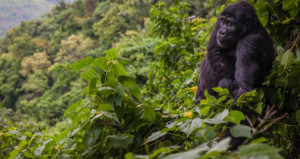 9-days-uganda-wildlife-safari