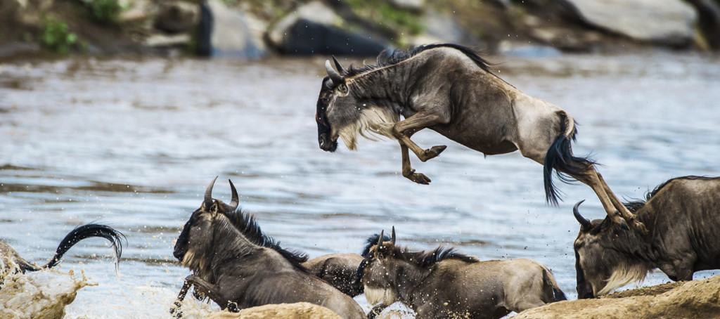 The Great Wildebeest Migration in Maasai Mara: Nature’s Grandest Show