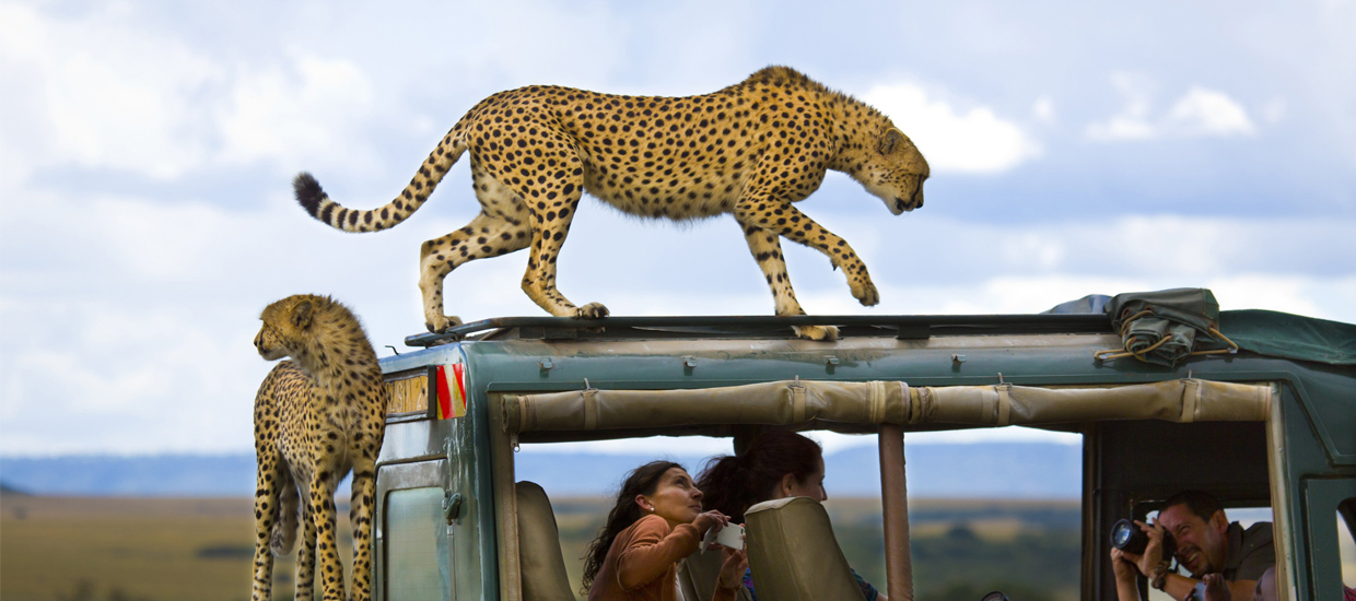 bigtime-safaris-leopards