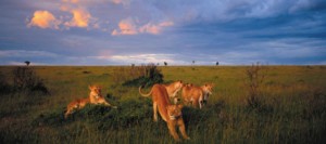bigtime-safaris-lion-family-lion-pride-masai-mara-national-reserve-kenya