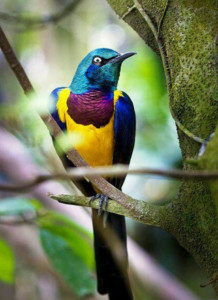 Bird Watching