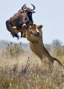 Masai Mara Game Reserve