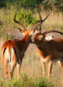 Mt Kenya National Park