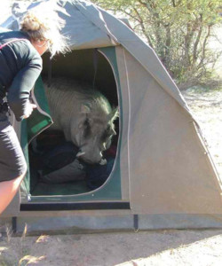 4 Days Camping Safari in Tanzania