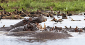 06-days-best-of-northern-tanzania-camping-safari