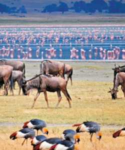6 Days Best of Northern Tanzania Camping Safari