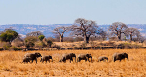 06-days-tanzania-lodge-safari-package