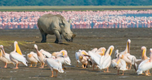 5-days-masai-mara-lake-nakuru-lake-naivasha-camping-safari