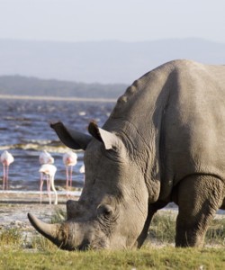 5 Days Masai Mara Lake Nakuru Lake Naivasha Camping Safari