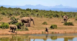 6-days-masai-mara-lake-nakuru-lake-naivasha-lake-bogoria-lodge-safari