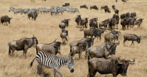 kenya-lodge-safari-masai-mara-lake-nakuru