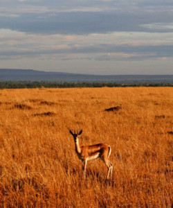 Masai Mara Lake Nakuru Lake Naivasha