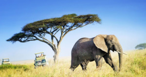 07-days-private-safari-maasai-mara-isebania-serengeti-and-ngorongoro-crater-finish-at-nairobi