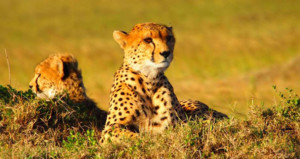 08-days-private-safari-kenya-tanzania-lake-nakurumaasai-mara-isebaniaserengeti-and-ngorongoro-crater