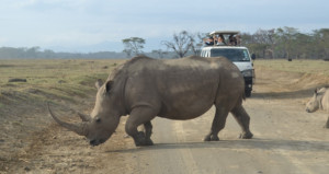 10-days-kenya-and-tanzania-group-joining-maasai-maralake-nakuruamboseliarushalakemanyaraserengeti-and-ngorongoro-crater