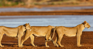11-days-kenya-and-tanzania-group-joining-masai-mara-lake-nakuru-amboseli-lake-manyara-serengeti-ngorongoro-crater