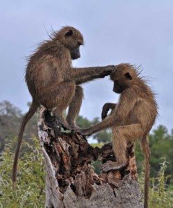 12 Days Kenya and Tanzania Group Joining Maasai Mara L Nakuru Amboseli L Manyara Serengeti Ngorongoro Tarangire