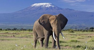 13-days-kenya-and-tanzania-group-joining-maasai-mara-lake-nakuru-lake-naivasha-amboseli-arusha-lake-manyara-serengeti-ngorongoro-and-tarangire
