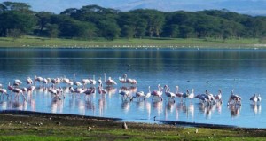 14-days-kenya-and-tanzania-group-joining-maasai-mara-lake-nakurulake-naivashaamboseliarusha-lake-manyara-serengeti-ngorongoro-and-tarangire