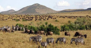 7-days-kenya-and-tanzania-group-joining-maasai-mara-lake-nakuru-arusha-lake-manyara-ngorongoro-crater