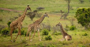 8-days-kenya-and-tanzania-group-joining-maasai-mara-lake-nakuru-arushalake-manyara-serengeti-ngorongoro-crater