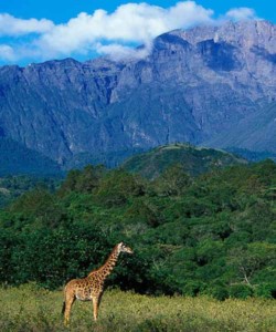 8 Days Kenya and Tanzania Group Joining Maasai Mara L Nakuru Arush L Manyara Serengeti Ngorongoro Crater