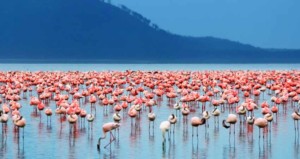 9-days-kenya-and-tanzania-group-joining-maasai-mara-lake-nakuru-amboseli-arusha-lake-manyara-ngorongoro-crater