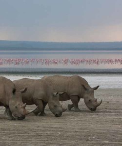 9 Days Kenya and Tanzania Group Joining Maasai Mara L Nakuru Amboseli Arusha L Manyara Ngorongoro Crater