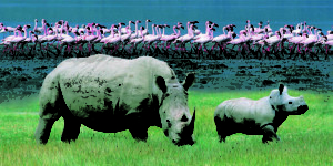 Lake-Nakuru-National-Park-Rhino-and-flamingo