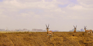 Nairobi-National-Park