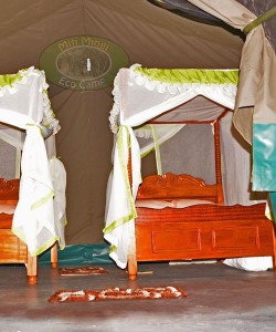 4 Days Masai Mara L Nakuru Camping Safari