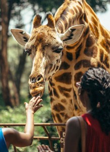 Giraffe Center