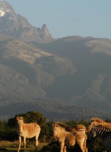 Kenya Safaris