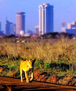 Nairobi City Tour 3hrs