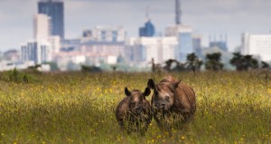 nairobi-national-park-4hrs