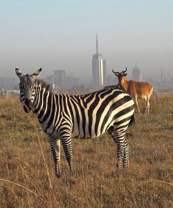 Nairobi National Park