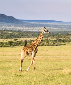 6 Days Kenya Camping Safari Masai Mara L Nakuru samburu