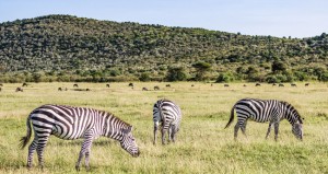 7-days-lake-nakuru-national-park-masai-mara-serengeti-national-park-ngorongoro