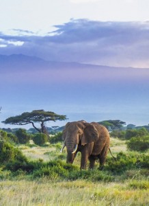 Kenya Safaris