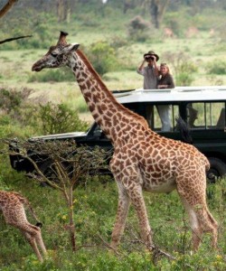 2 days budget safari maasai mara national game reserve