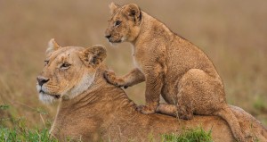2-days-budget-safari-maasai-mara-national-game-reserve