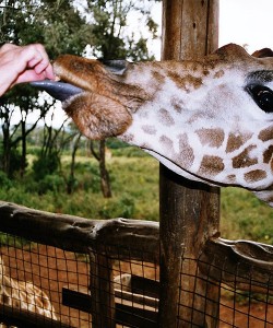 3-days-short-safari-to-nairobi-naivasha-nakuru