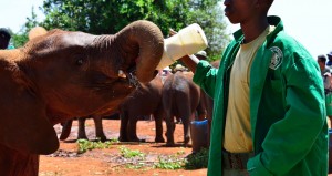 david-sheldrick-elephant-orphanage