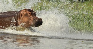 12-days-honeymoon-safari-holiday
