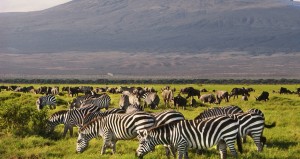 3 days Kenya Budget Safari Amboseli