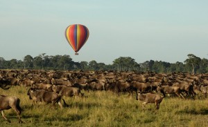 4 days masai mara game reserve and lake nakuru national park