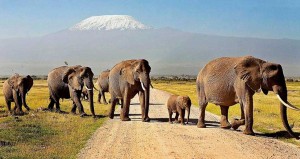 Group Joining Safari - Big Time Safaris